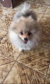 Cucciola di spitz di Pomerania nano