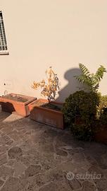 5 vasi di terracotta 85cm x 42cm