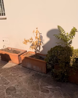 5 vasi di terracotta 85cm x 42cm