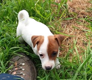Cuccioli jack russell