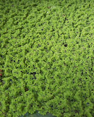 AZOLLA, "felce d'acqua", pianta acquatica