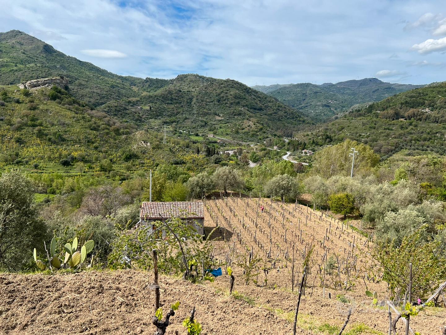 Vigneto con casolare e alberi da frutto - Vista 5
