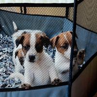 Cuccioli Jack Russel Terrier