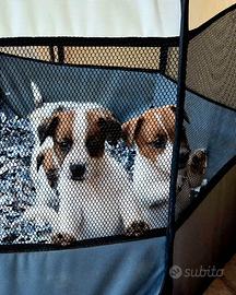 Cuccioli Jack Russel Terrier