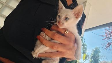 Micio bianco