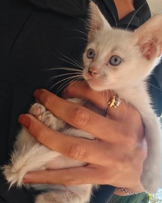 Micio bianco