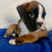 Cucciolo Deutsche Boxer, Pedigree Rosa