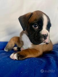 Cucciolo Deutsche Boxer, Pedigree Rosa