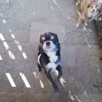 Chihuahua nero ed bianco