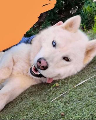 Siberian Husky