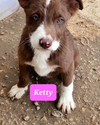 Adotta cuccioli meravigliosi e dolci - Meticci-