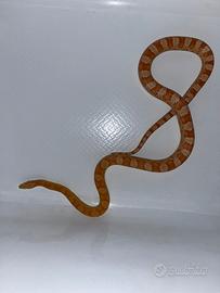 Serpenti del grano
