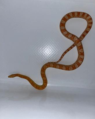 Serpenti del grano