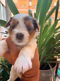 Cuccioli di Biewer Yorkshire terrier
