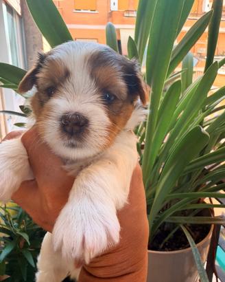 Cuccioli di Biewer Yorkshire terrier