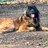 Nick vom Dreiburgenland disponibile. X accoppiamen