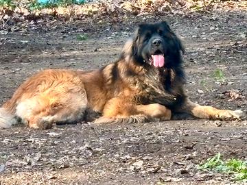 Nick vom Dreiburgenland disponibile. X accoppiamen