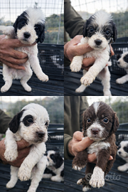 Cuccioli di Lagotto