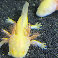 Axolotl ambystoma mexicanum