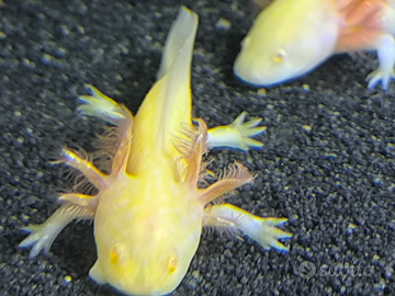 Axolotl ambystoma mexicanum