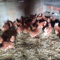 Galline ovaiole