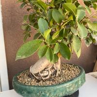 Bonsai
