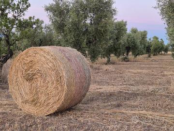 Fieno di avena