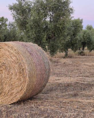 Fieno di avena