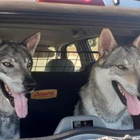 Cane lupo cecoslovacco