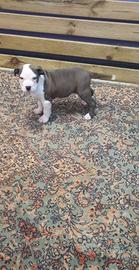 American bully pocket maschio e femmina