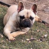 Bouledogue francese adulta