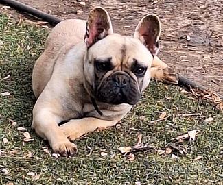 Bouledogue francese adulta