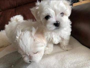 Maltese toy muso corto