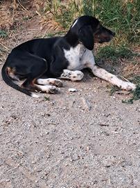 Cani da caccia segugio maremmano
