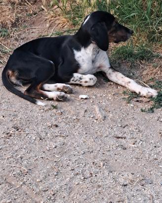 Cani da caccia segugio maremmano