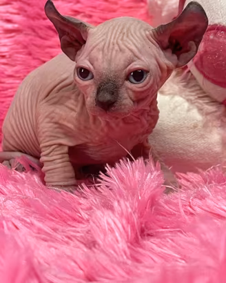 Sphynx