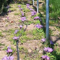 bulbi e pistilli di zafferano 