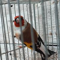 Cardellino mayor 2025