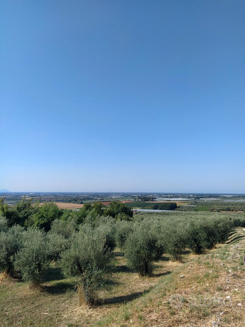 Terreno uliveto - Vista 3