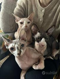 Sphynx
