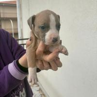 Pitbull