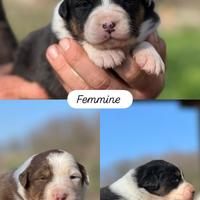 Vendita cuccioli pastore australiano