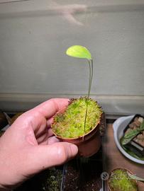 Utricularia Humboldtii