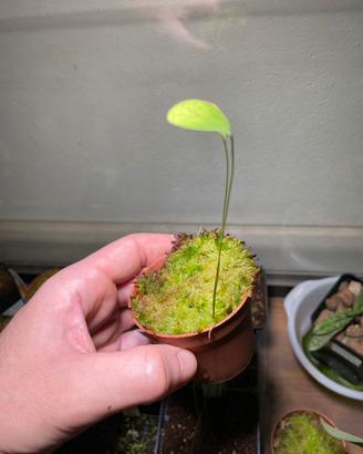 Utricularia Humboldtii