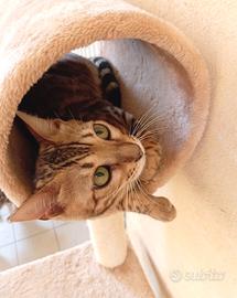 Gatto Bengala femmina 
