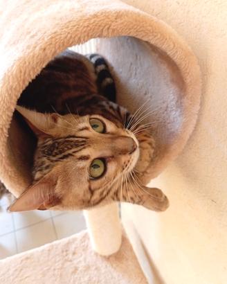 Gatto Bengala femmina 