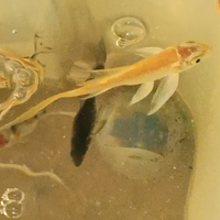 Carpe laghetto