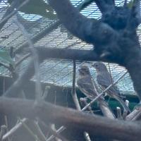 Uccelli ciuffolotti messicani