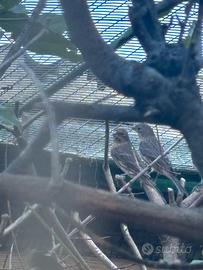 Uccelli ciuffolotti messicani