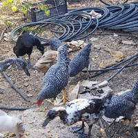 Galline amrock